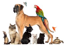 Pet supplies